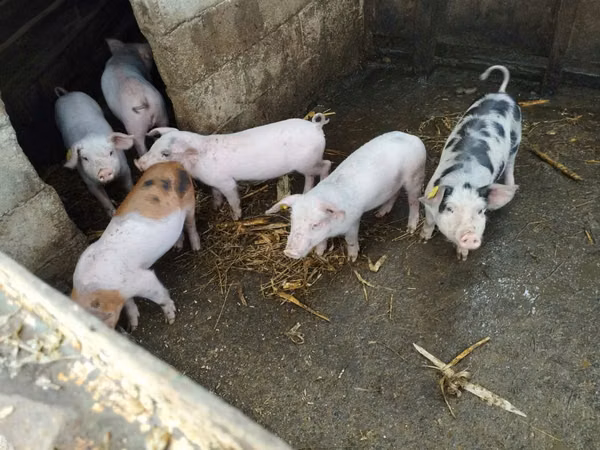 Boar, Pigs