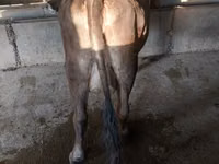 ላም, Cattle — ፎቶ 2