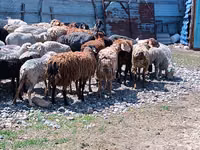 Kambing jantan, Sheep — foto 5