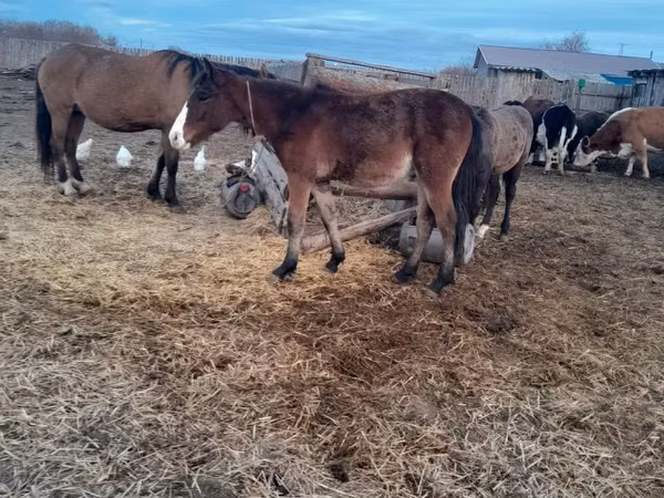 Mare, Horse breed