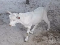 Goat, Alpine goat — photo 2