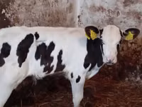 牛（ロット、性別未指定）, Simmental cattle — 写真 3