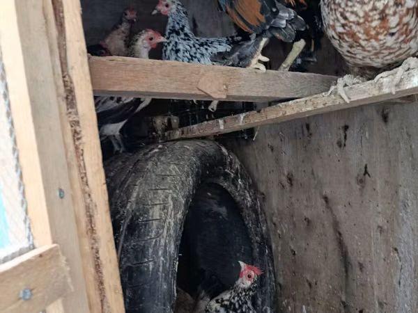 Japanese Bantam