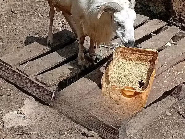 Кочкор, Койлор — Гана