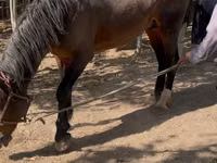Cavallo, Cavalli — foto 2