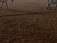 Kuda betina, Horses — foto 1