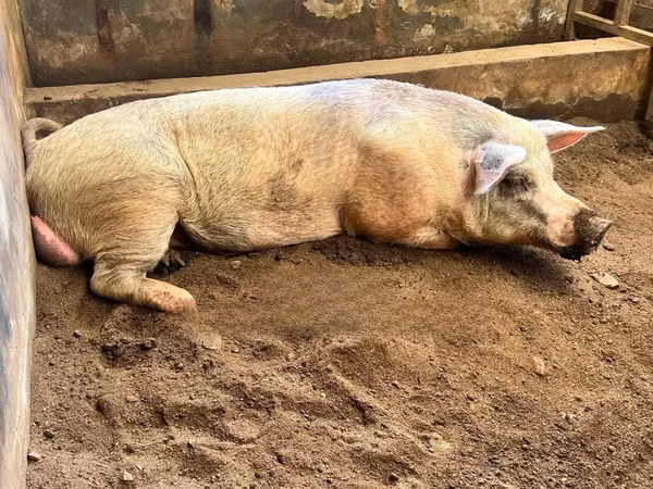 Boar, Pigs — Ghana