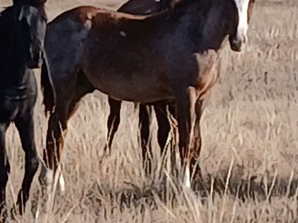 اسب نر, Kazakh horse