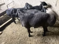 Vædder, Hissar sheep — foto 2