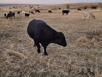 Bull, Aberdeen-Angus — photo 2