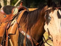 Toychoq, American paint horse — 5-rasm