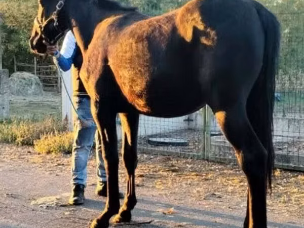 Horse (M), Nonius horse