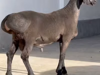 Ovan, Rhon sheep — fotografija 2