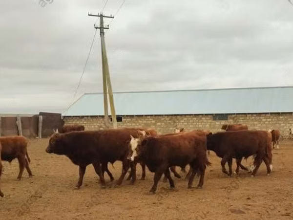 Bull, Kalmyk breed — Russia