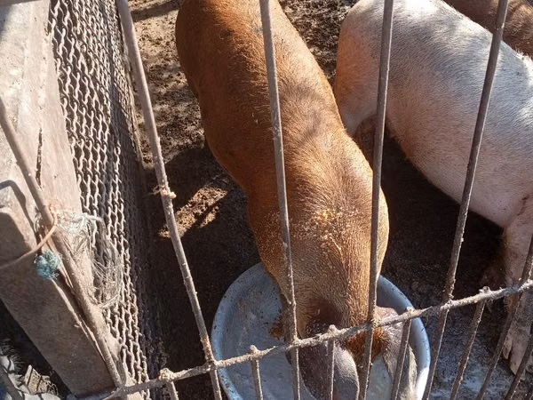 Boar, 