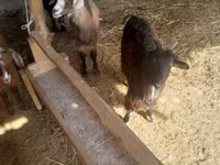 عنزة, Alpine goat — الصورة 3