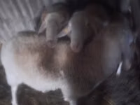 Beran, Assaf sheep — foto 1