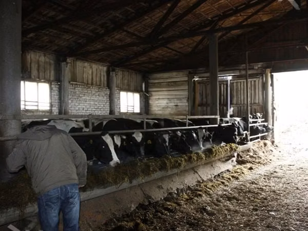 Cow, Cattle — Russia