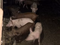 Babi betina, Pigs — foto 3