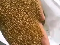 Lucerne Hay, Pellets Seeds — φωτογραφία 1