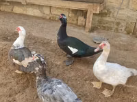 Ducks — photo 1