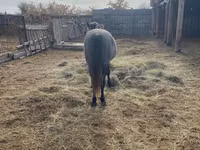 Horse (M), Horses — photo 4
