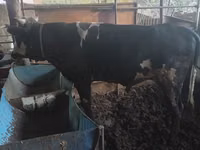 Bull, Cattle — photo 3