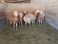 Baran, Arashan sheep — zdjęcie 2