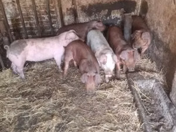 Babi betina, Pigs
