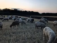 Sheep, Sheep — photo 5