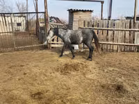 Horse (M), Horses — photo 3