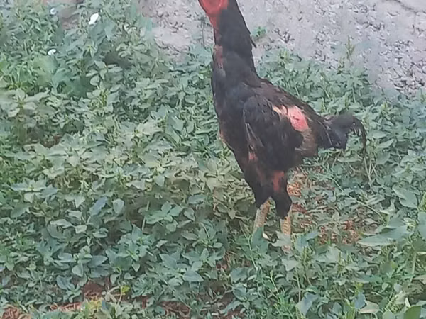 Chickens — কিরগিজিস্তান