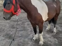Kuda jantan, Horses — foto 2