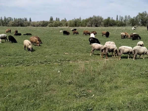 Koç, Koyunlar — Kazakistan