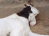 Billy Goat, Goats — photo 2