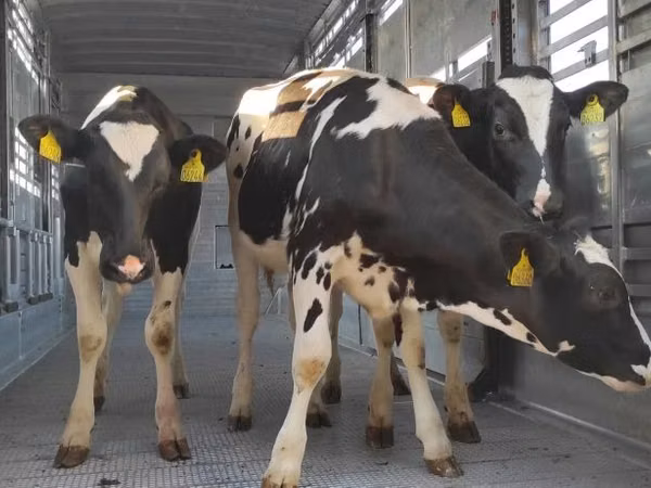 Cow, Holstein breed
