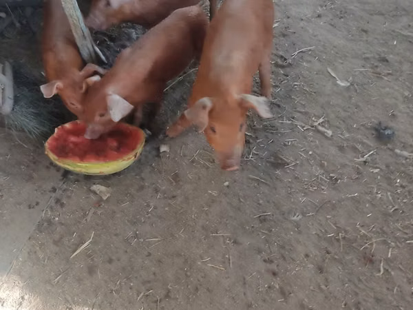 Pigs (batch, sex not specified),  — Kazakhstan