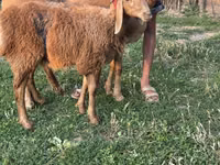 میش, گوسفند — عکس 1