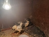 Chickens — Foto 2