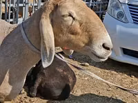 Biri-biri betina, Edilbay sheep — foto 3