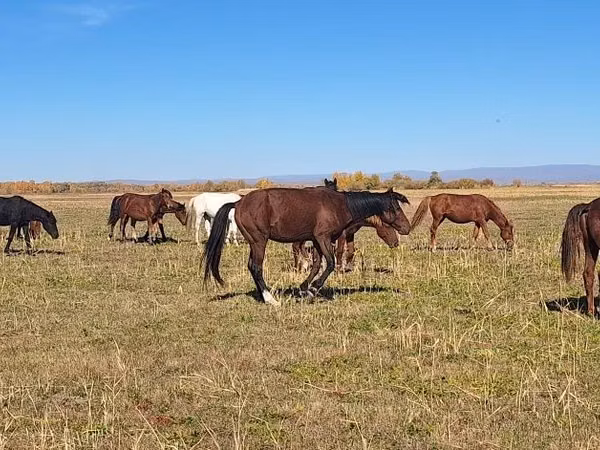 Kuda betina, Kazakh horse — Kazakhstan