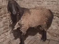 Kambing jantan, Sheep — foto 1