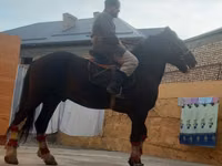 Ngựa đực, Russian warmblood — ảnh 3