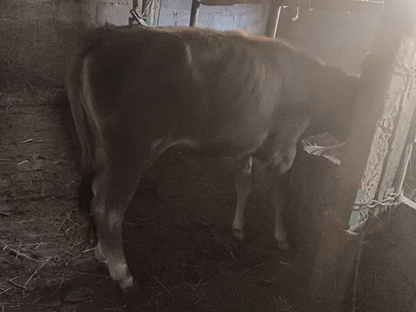 Bull, Cattle — Kyrgyzstan