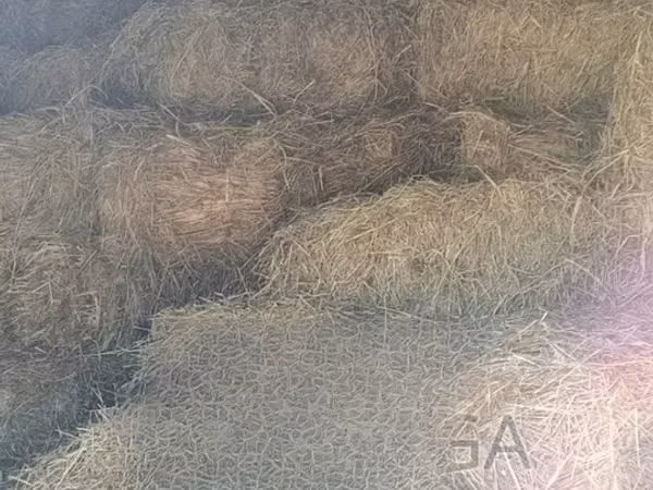 Animal Feed at Nakuru Ngata