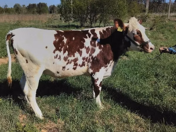 Cow, Ayrshire — Russia