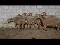 Sheep, Arashan sheep — photo 5