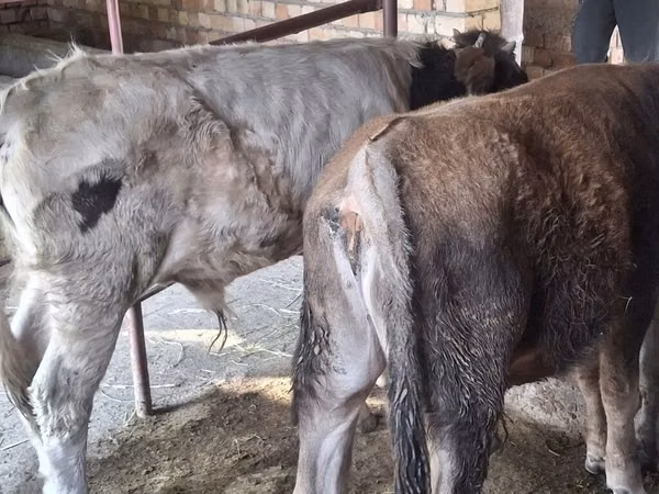公牛, Cattle — 吉尔吉斯斯坦