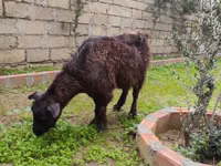 Kambing betina, Goats — foto 4