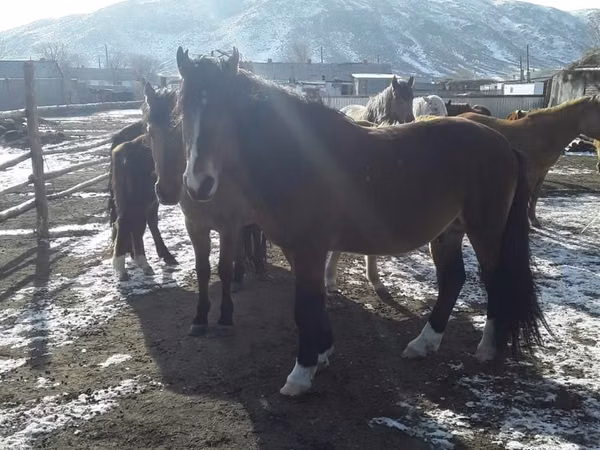 Horse (M), Kazakh horse